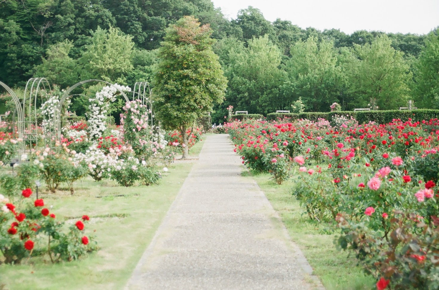 Die besten Tipps zur Gartenpflege