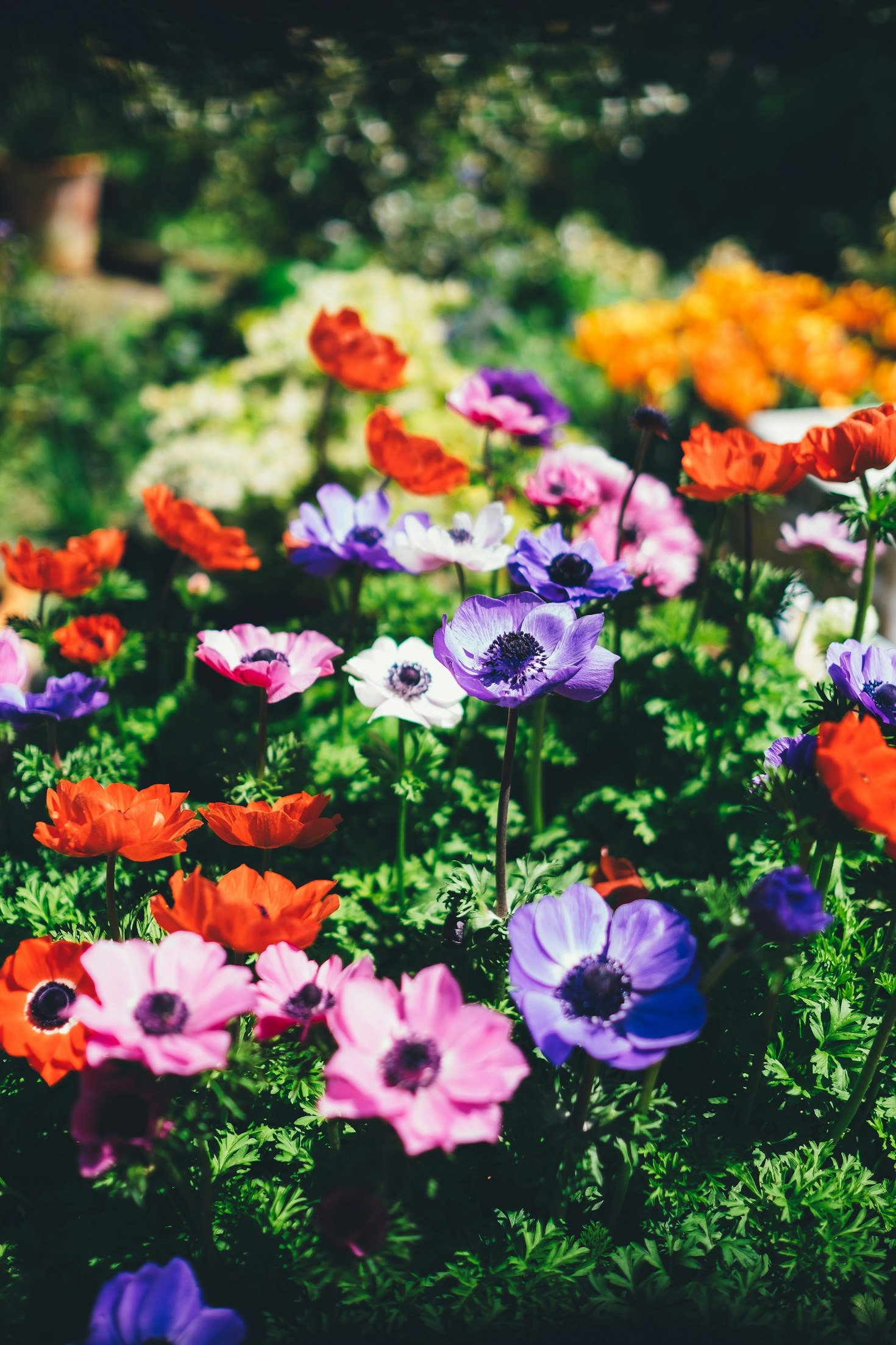 Fotowettbewerb: Die schönsten Gartenecken